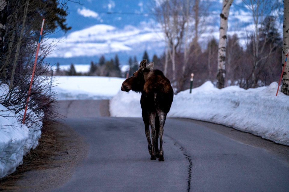 Moose on Moose-Wilson Road
