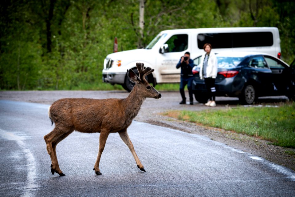 Mule Deer Crossing the Road