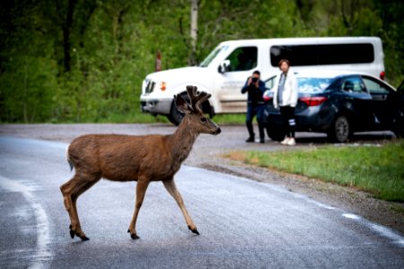 Mule Deer Crossing the Road