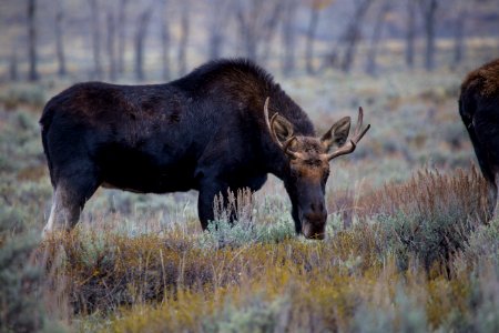 Moose at Grose Ventre