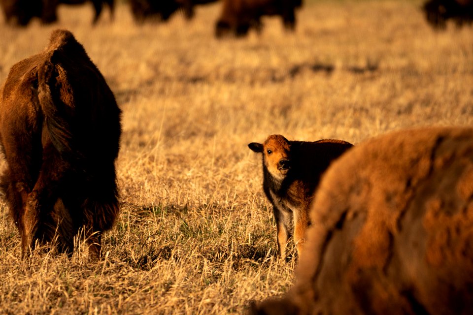Bison Calf and Cows