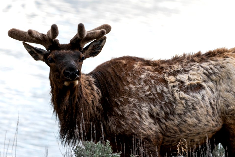 Bull Elk with Velvet Antlers