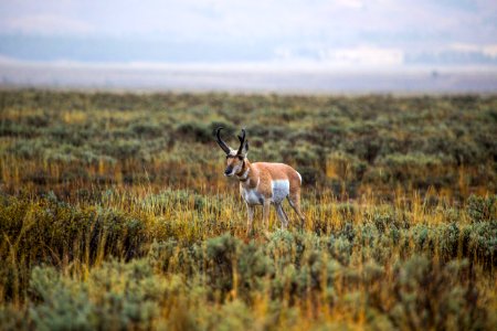 Pronghorn
