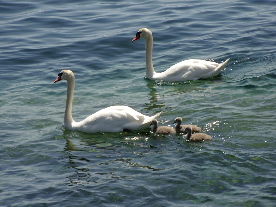 Animals duck family lake