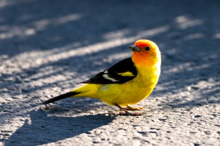 Western Tanager