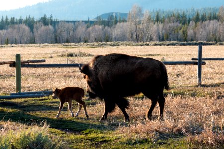 Bison Cow and Calf
