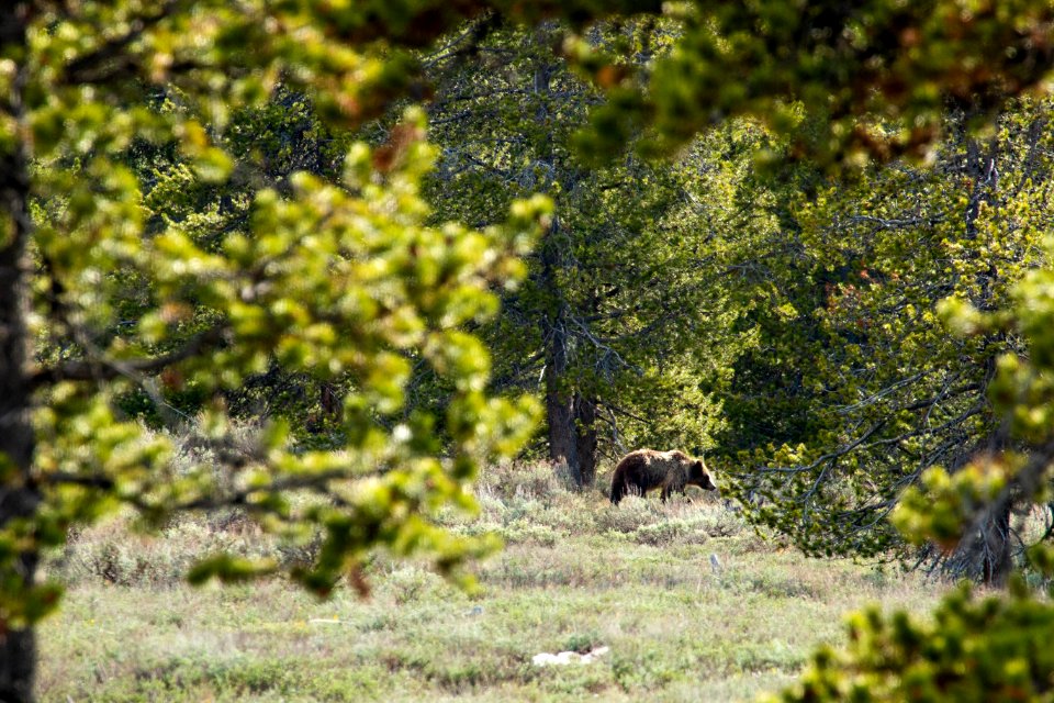Grizzly in the Distance
