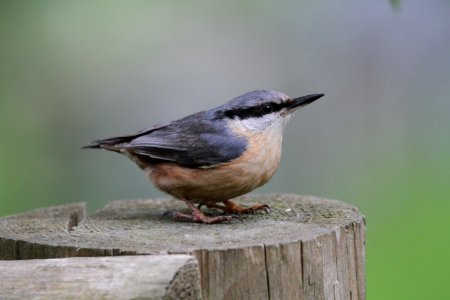 Nuthatch