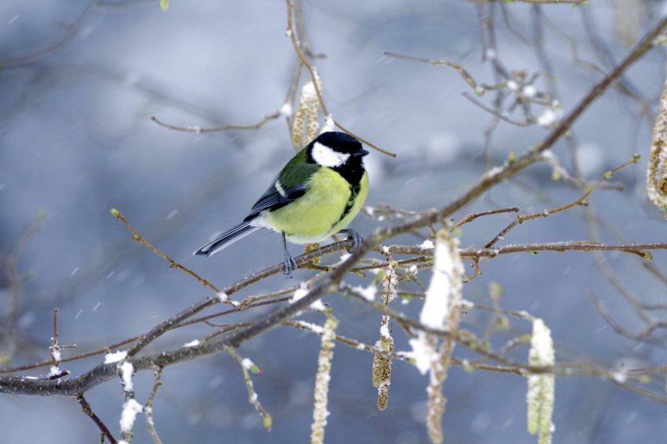Great Tit on snowy branch