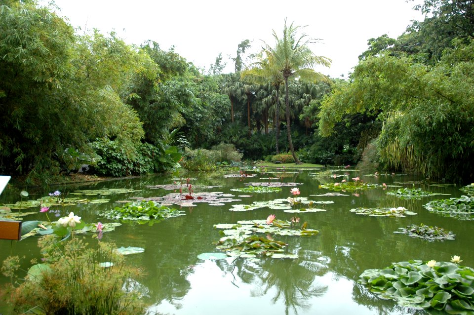 Botanic garden in Guadeloupe (Caribeans)