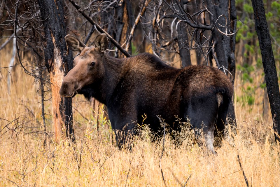 Cow Moose in Grassy Lake Fire Burn Area