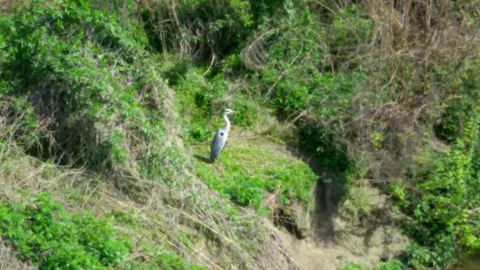 34. AIRONE SULL'ARGINE DEL PO  (di Da Rold Emanuele)
