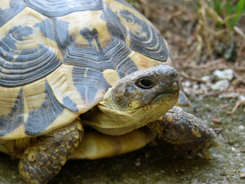 Turtle mediterranean montsant