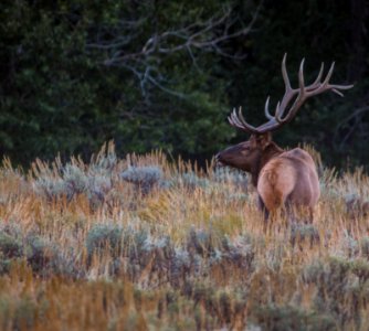 Bull Elk near Taggart Lake Trailhead