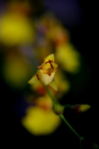 DSCF1739