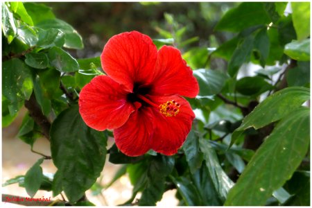 Hibiscus rosa-sinensis (Chinese Hibiscus)