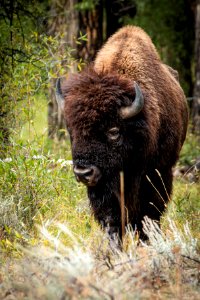 Bison