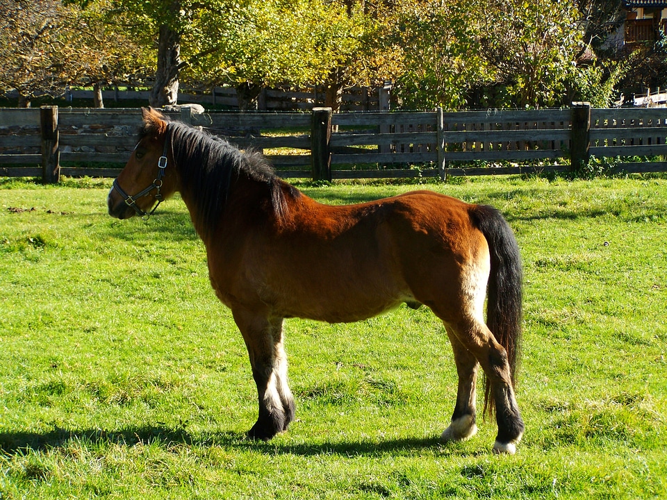 Brown horse animal ungulates