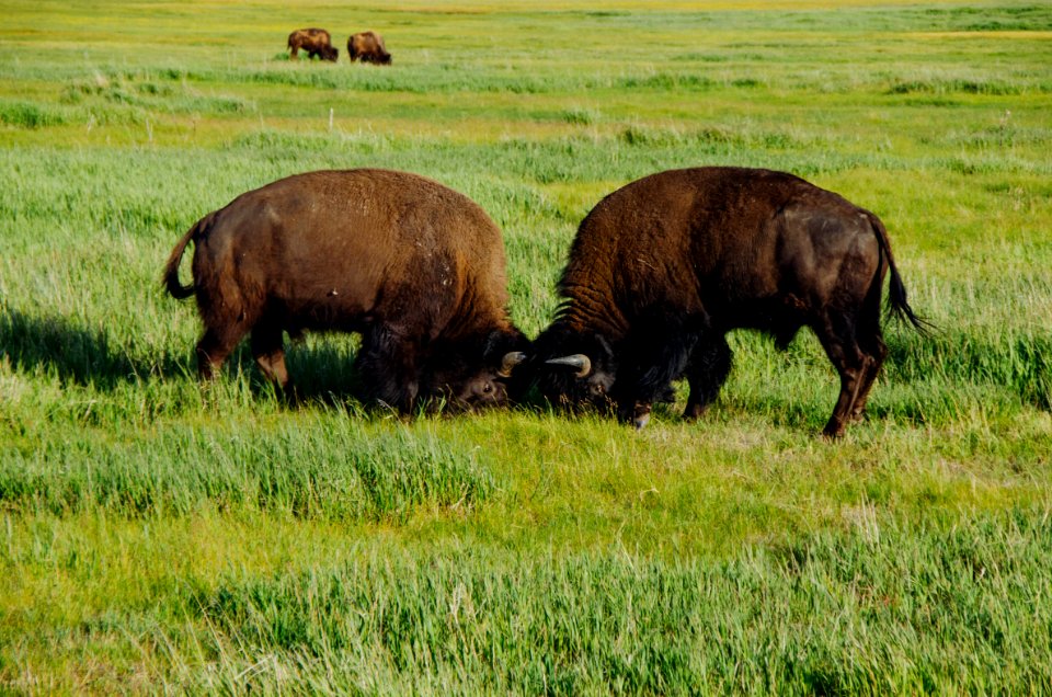 Bison