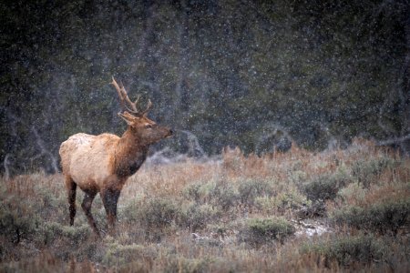 Young bull elk