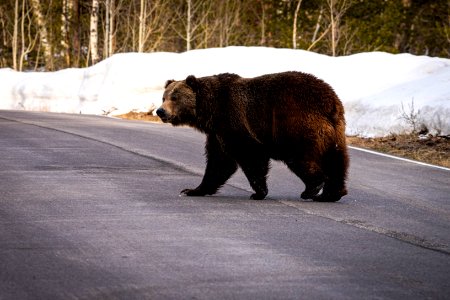 Grizzly Bear crossing the road