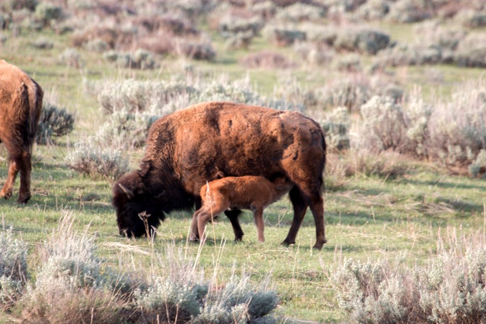 Red dog bison nursing near Mormon Row