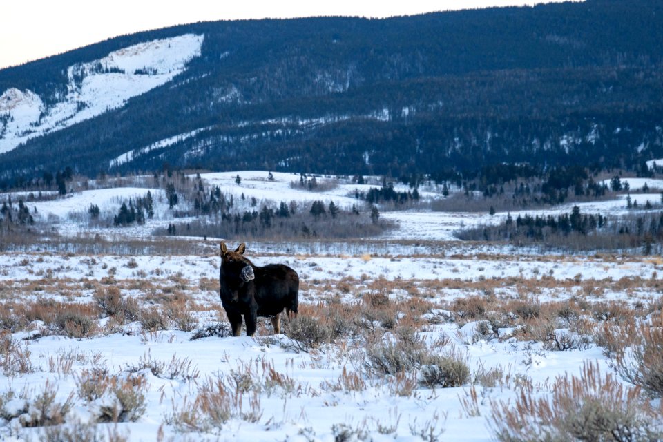 Bull Moose with shed antlers