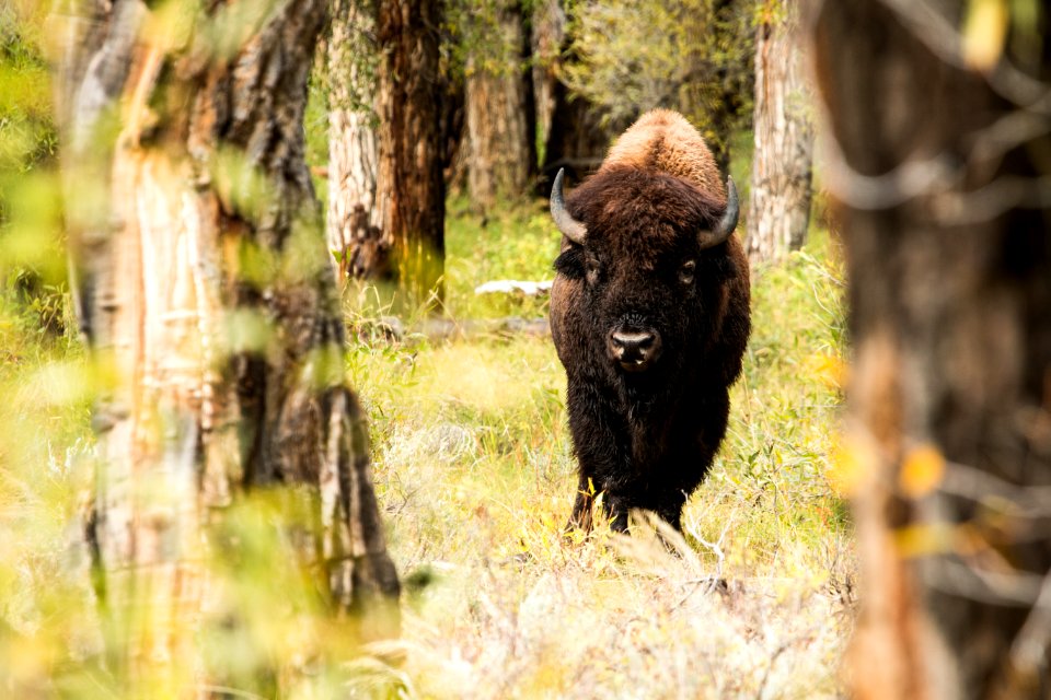 Bison Looks Through the Trees
