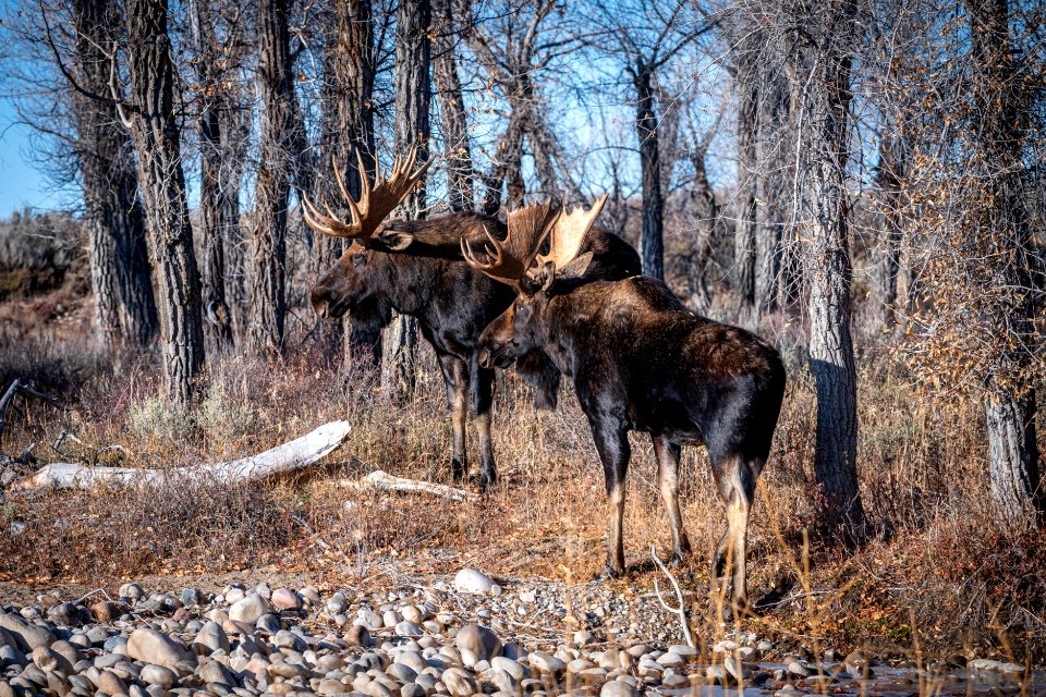 Two bull moose