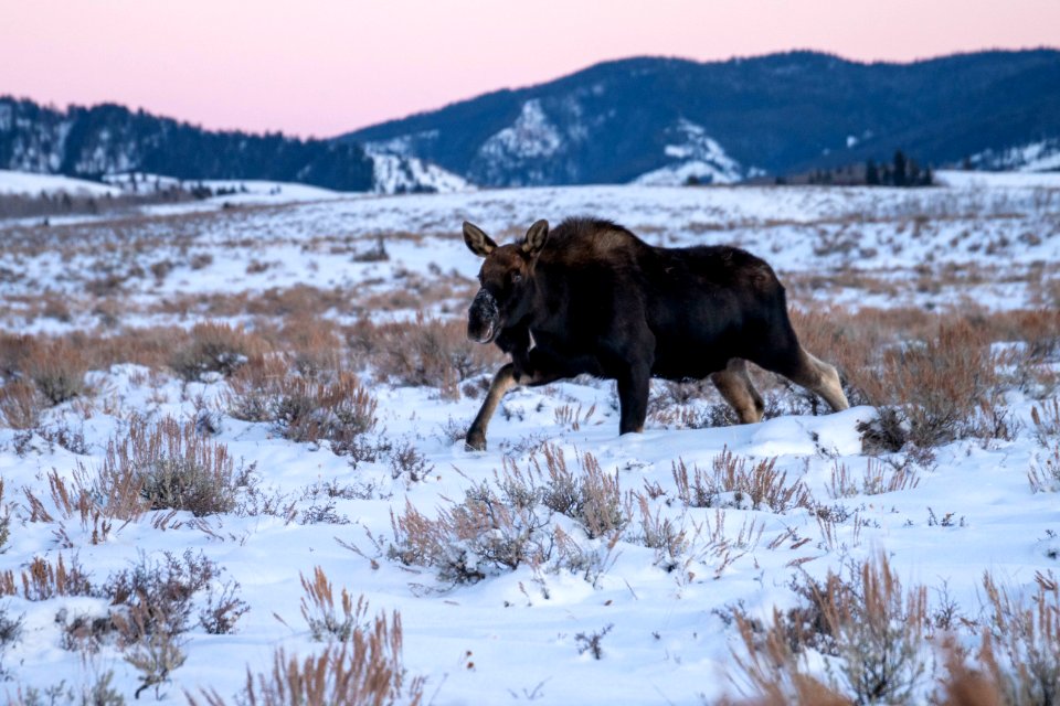 Bull Moose with shed antlers