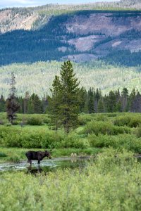 Bull Moose in the John D. Rockefeller, Jr. Memorial Parkway
