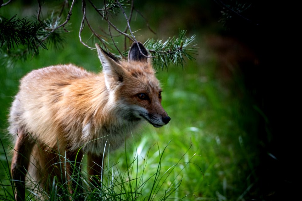 Red Fox
