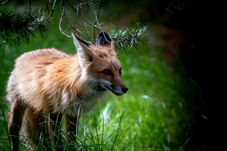 Red Fox photo