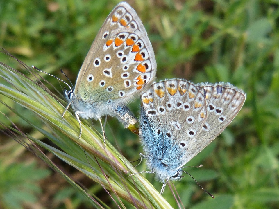Grey butterfly beauty green