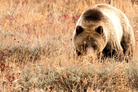 Grizzly Peeks