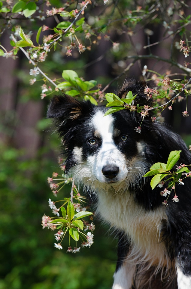 Dog spring harbinger of spring
