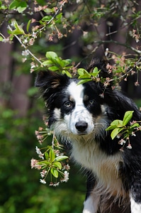 Dog spring harbinger of spring