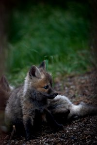 Red Fox Kit photo
