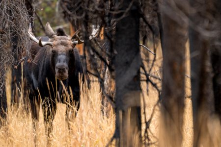 Bull Moose in Grassy Lake Fire Burn Area