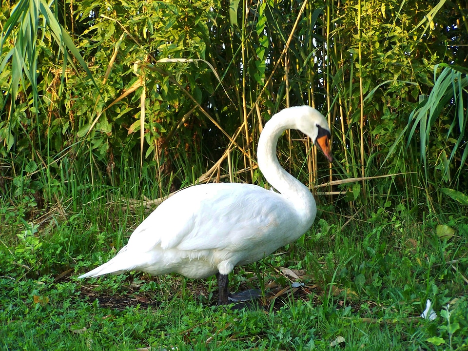 White swan water bird animal