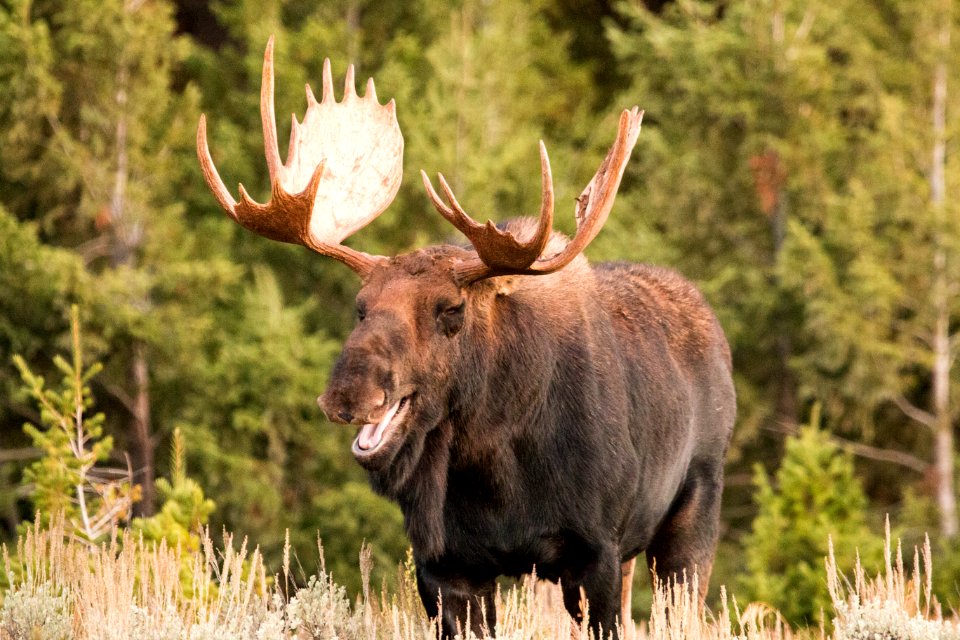 Bull Moose "Laughing"