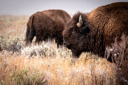 Bison