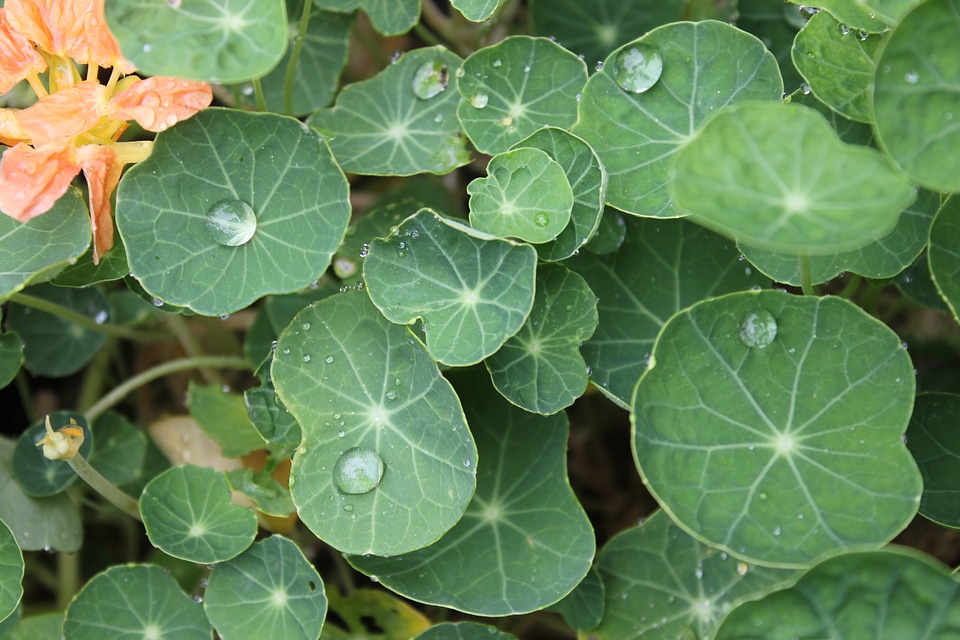 Plant lotus leaf dew