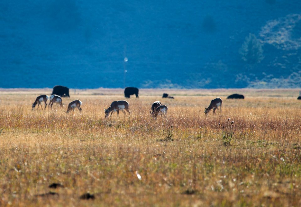 Bison and Pronghorn at Elk Ranch Flats