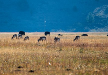 Bison and Pronghorn at Elk Ranch Flats