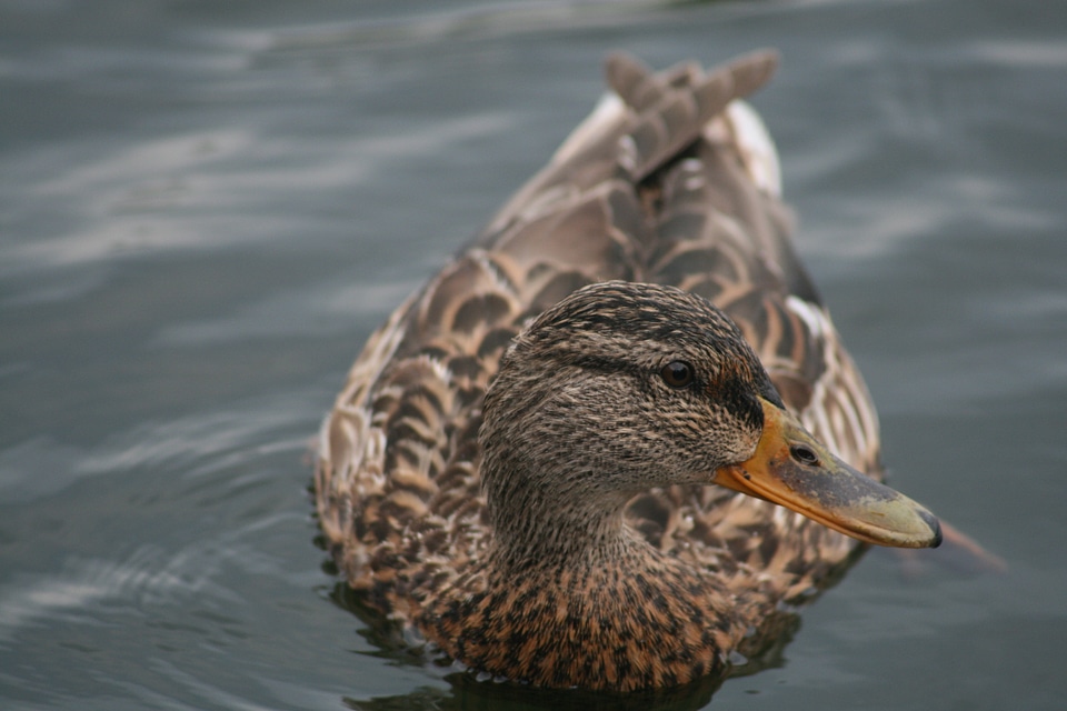 Nature water bird bird
