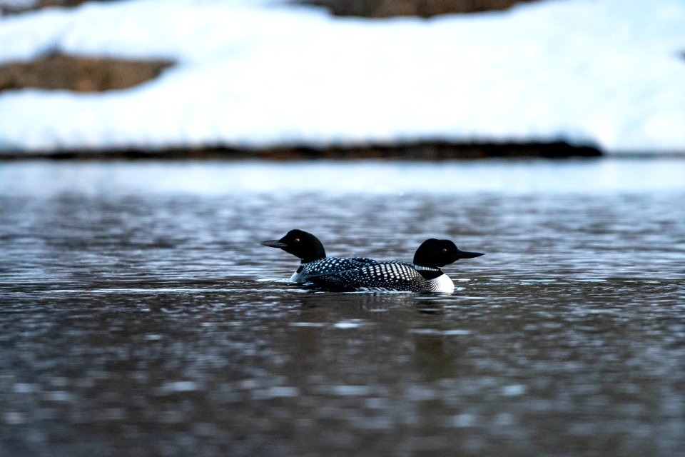 Loons