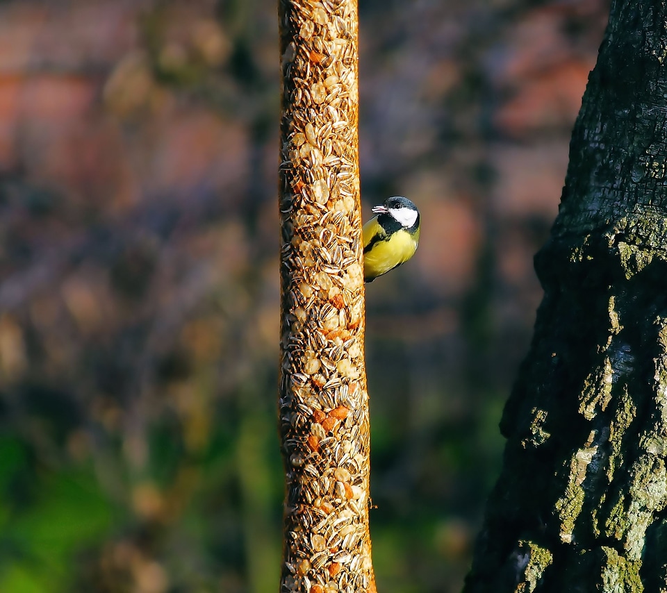 Feed bird seed depend