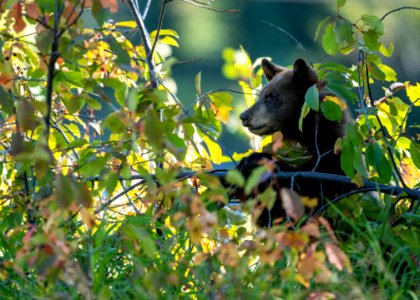 Black Bear Cub photo