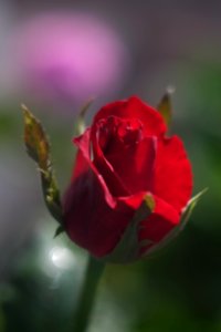 DSCF6298
